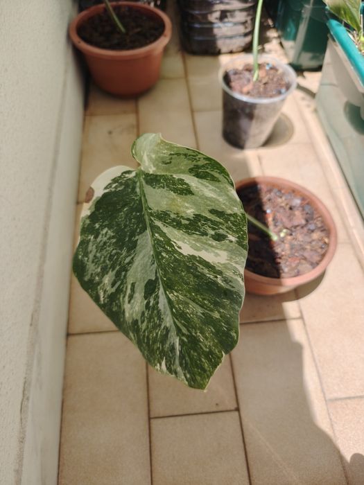 Vendo monsteras variegatas várias.