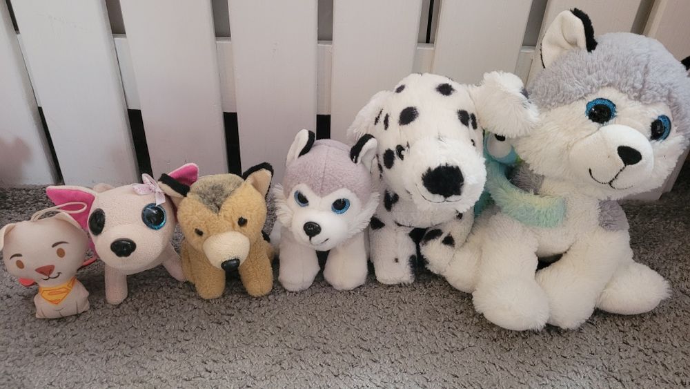 Zestaw piesków stan db/bdb dalmatyńczyk