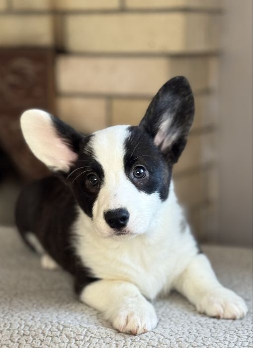 Вельш коргі кардиган