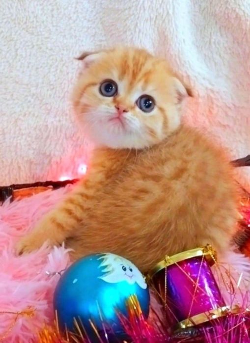 Золота шиншила таббі дівчинка очаровашка