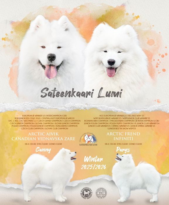 Samoyed suczka Zkwp/FCI odbiór luty 2026