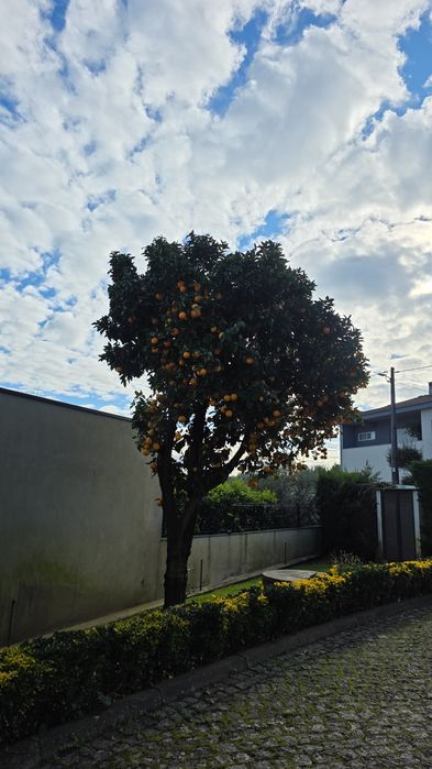 Laranjas sem agrotóxico