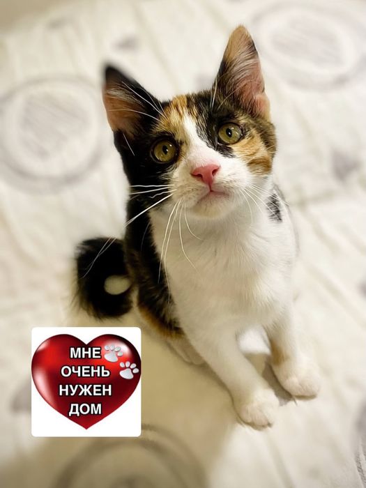 Котенок девочка в добрые руки