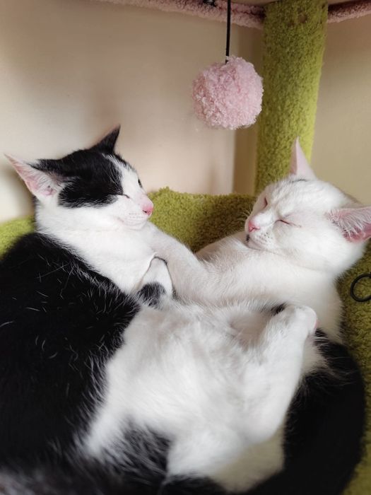 Cudowne rodzeństwo szuka wspólnego domu