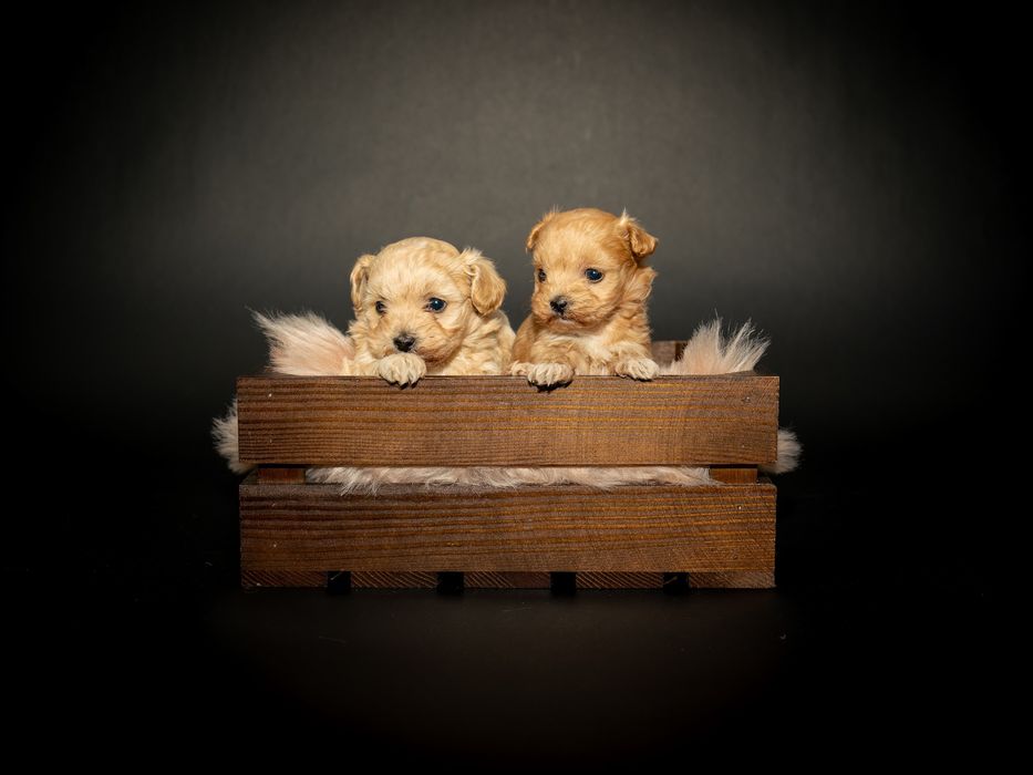 Maltipoo – mały piesek, wielka miłość w puchatym wydaniu
