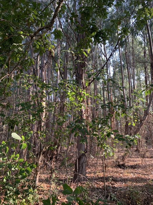 Vendo madeira em pé, bons acessos!