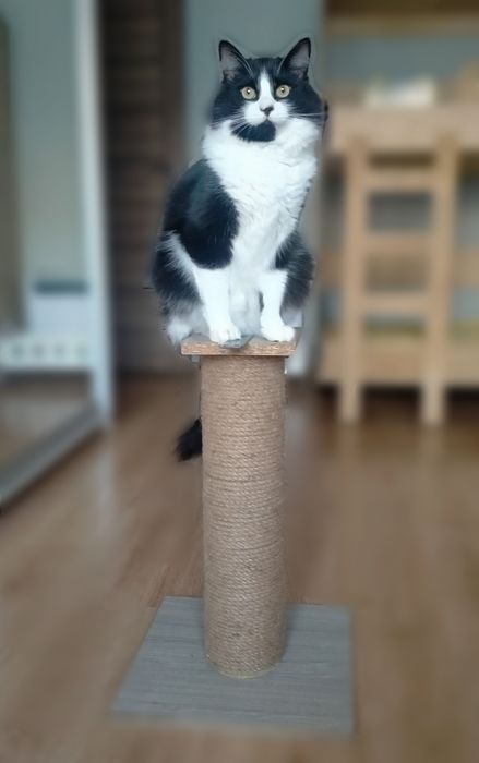 Купіть будласка Кігтеточка, Hand Made, власний дизайн