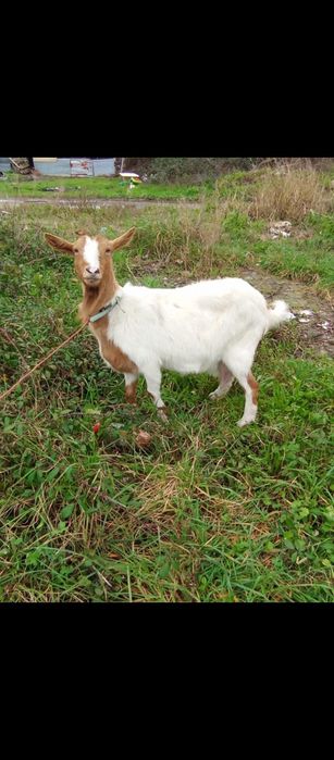 Vendo cabras prenhas