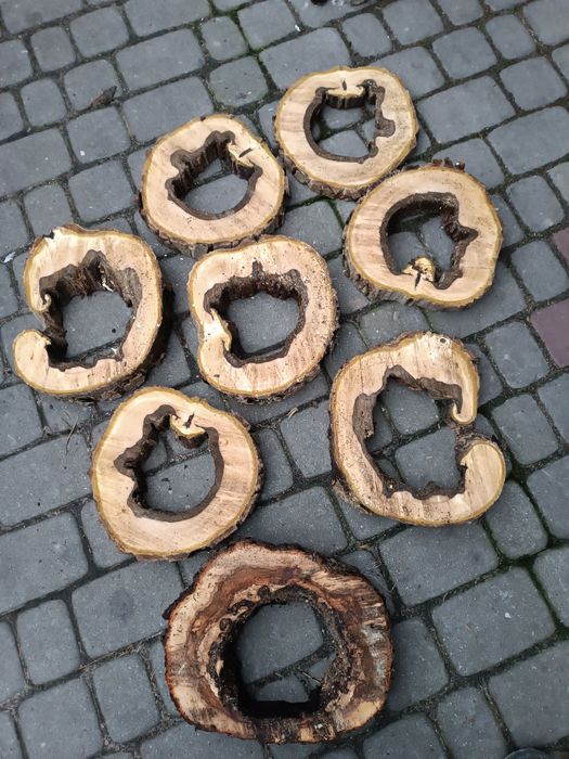 Plaster krążek drewna z dziura orzech jablon