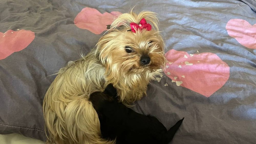 Цуценя міні-йорк