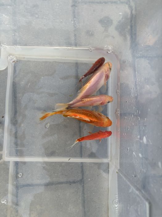 Karaś ozdobny 6-8cm
