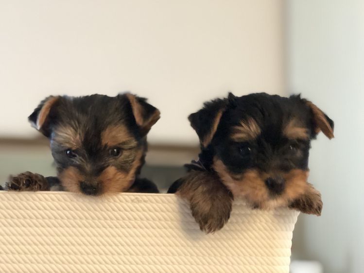 Хлопці та дівчата йоркширських тер‘єрів