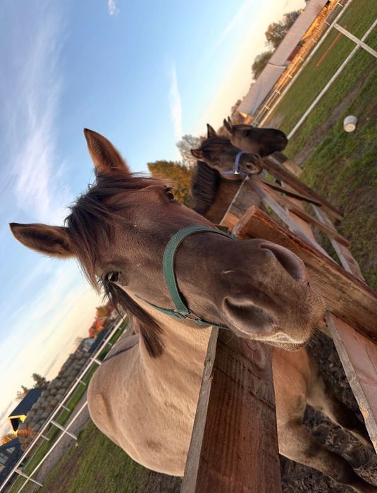 Klacz konik polski 8 lat