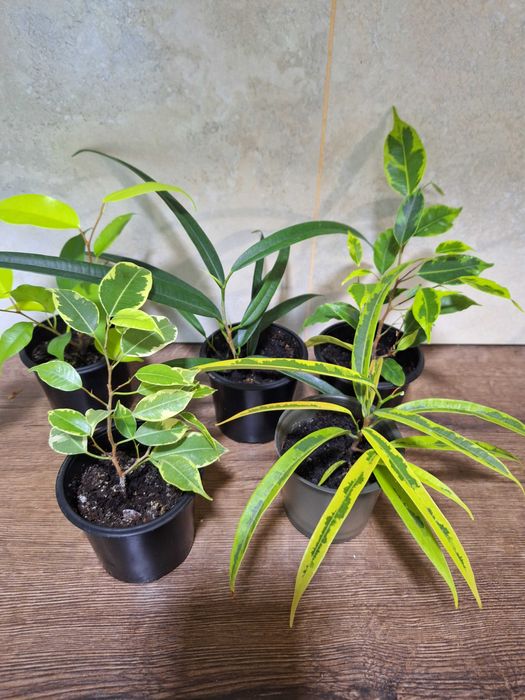 Фікуси бенджаміна неон, алі, анастасія, амстел голд