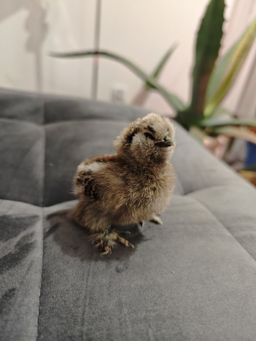 Silka  Kurczaki jedwabiste, Silki USA