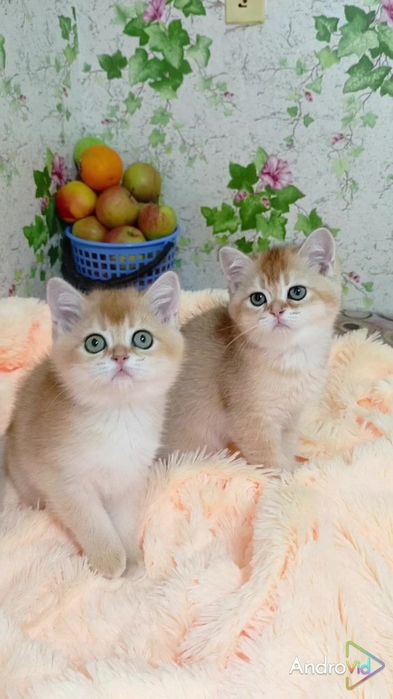 Мальчик и девочка золотая шиншилла