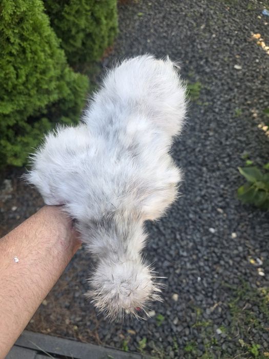 Kura kury silki naturalne ekologiczne silki USA silki jedwabiste