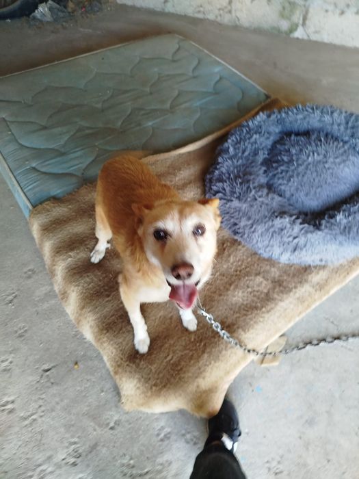 Cão meigo para adoção