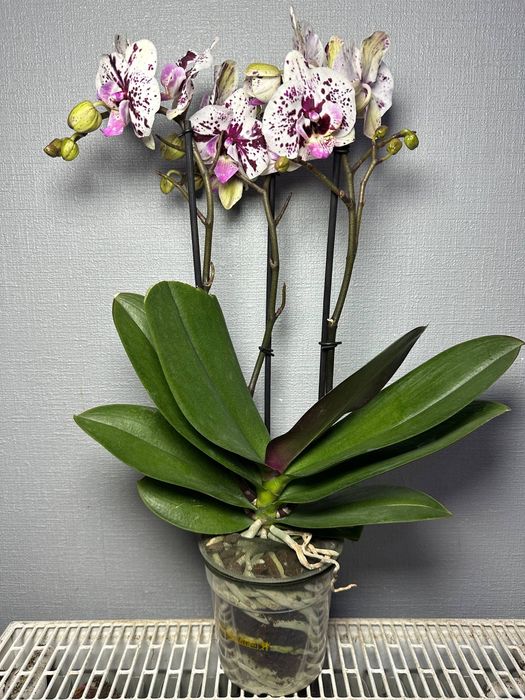 Цимбідіум Мультифлора Равелло Монтре Монако Аромо орхідея міні Орхидеи