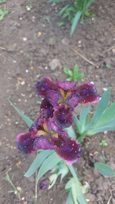 Карликовые ирисы