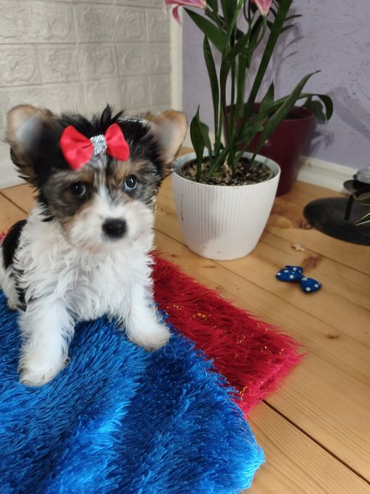 Yorkshire terrier biewier urocza sunia