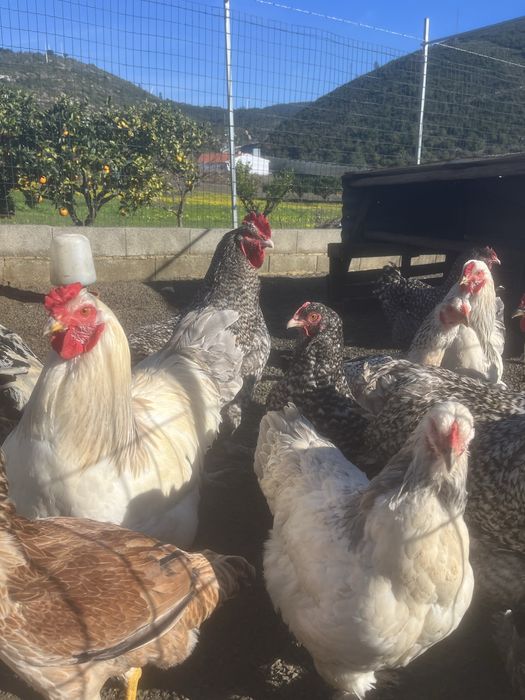 Brahma ligth de ovos importadoa