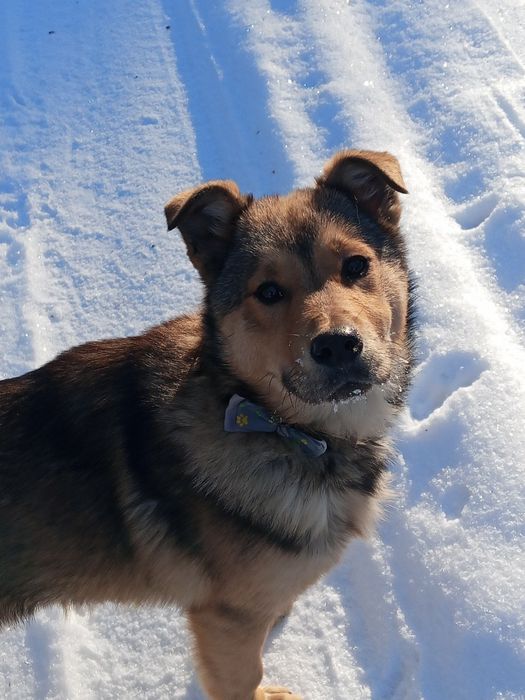 Oddam pieska w dobre ręce