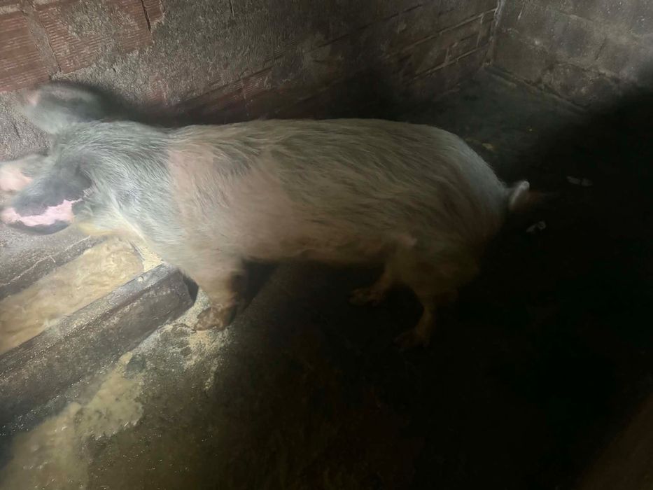 A venda porcos bisaros