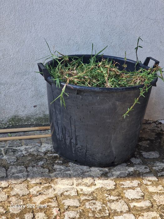 Relva graminha para plantar