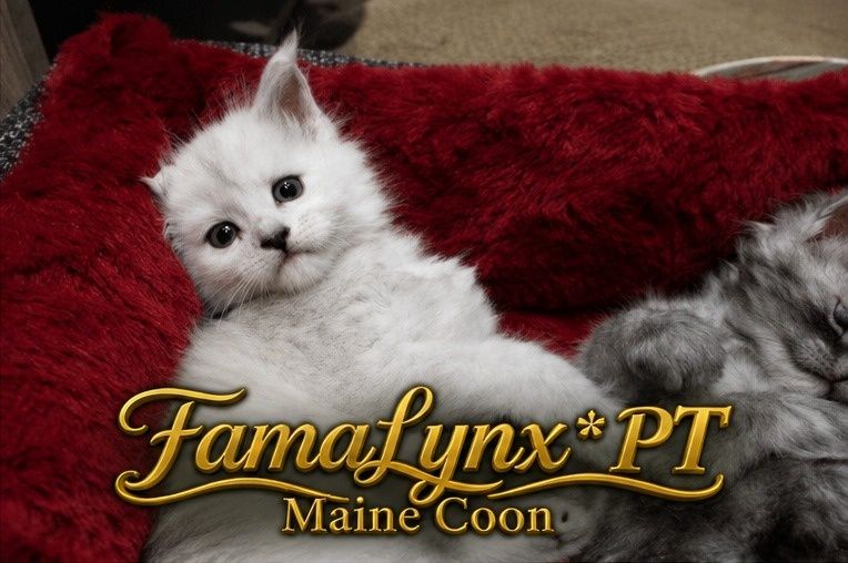 Maine Coon com LOP