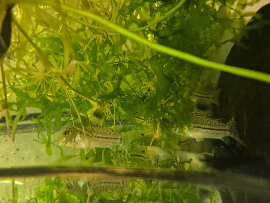 Kirys Julii - nakrapiany ( Corydoras Julii )