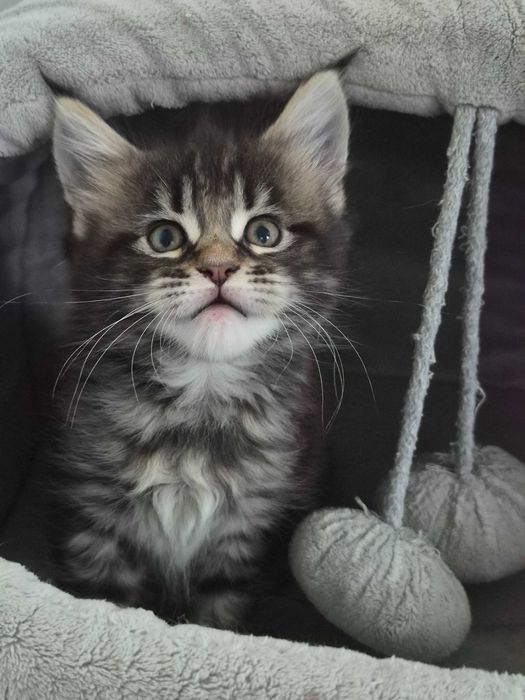 Klopsik kocurek Maine Coon