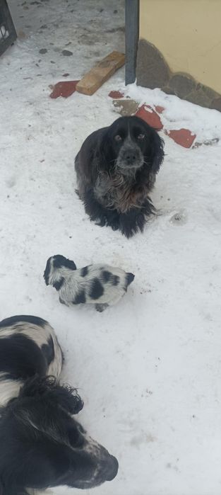 Цуценя породи Спанієль Російська