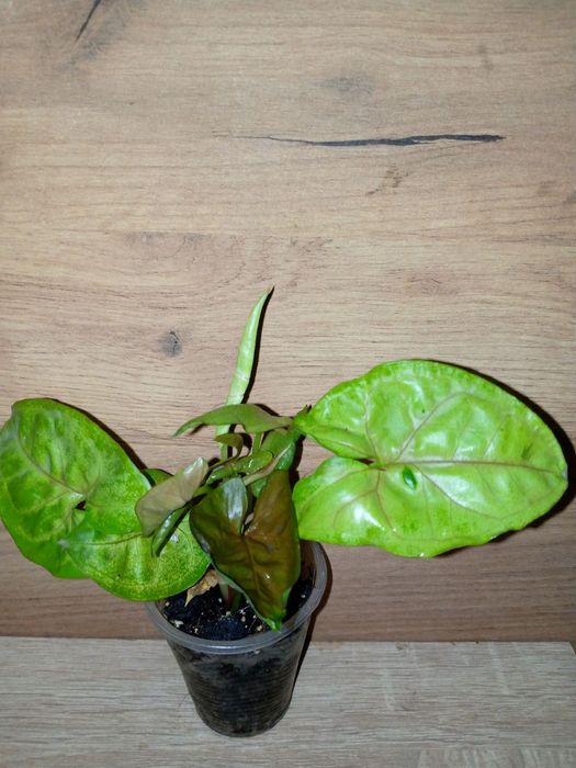 Syngonium collection/ колекція сингоніумів 12 різних сортів