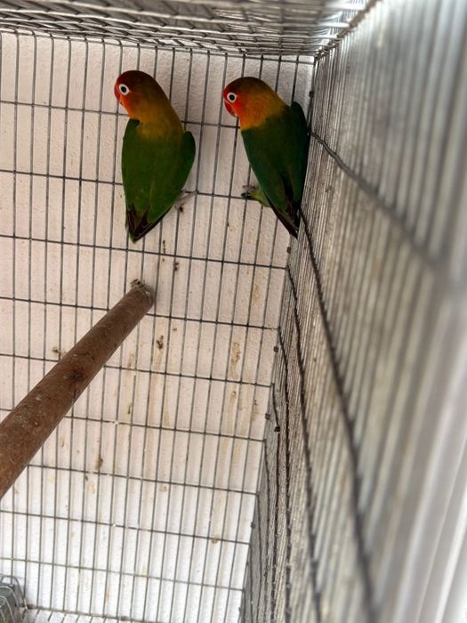 Casal de agapórnis fischer Casal de periquitos ingleses