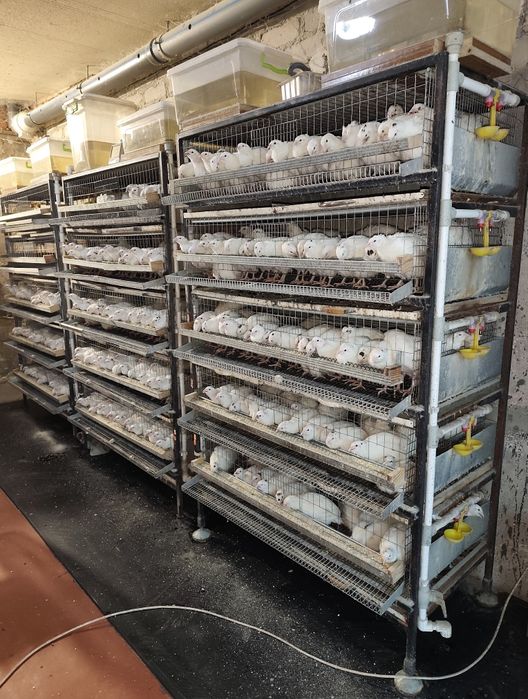 Клетка для перепелов б/у