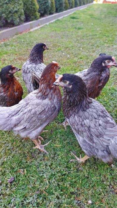 Kury Młode Dominant Blue Nioski