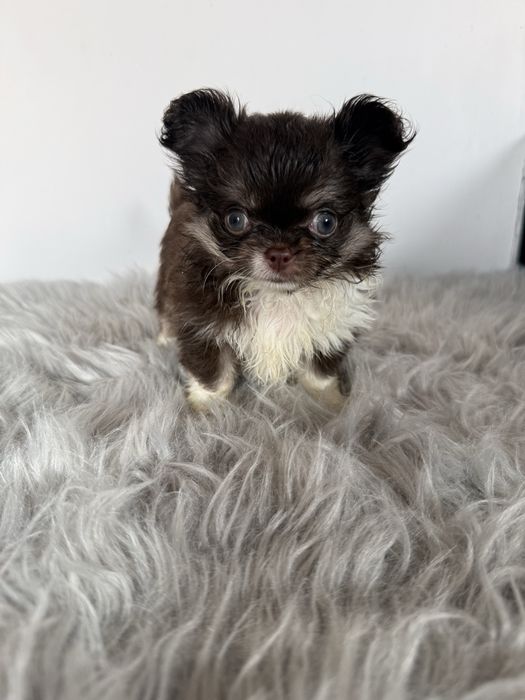“MENINA“ Chihuahua “MINI” de bolsa , pêlo longo