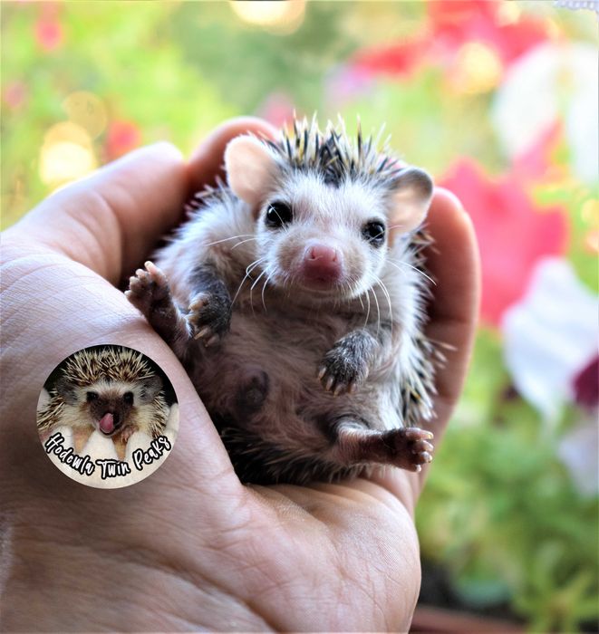 Jeż pigmejski z RODOWODEM, jeżyk, jeże. Jeż afrykański. Hodowla