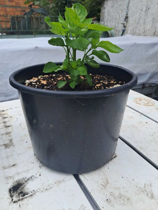 Malagueta Carolina Reaper
