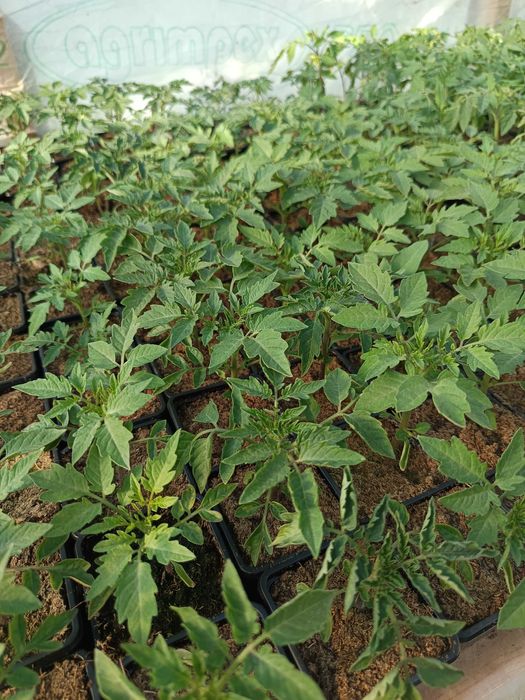 Rozsada pomidorów i inne warzywa