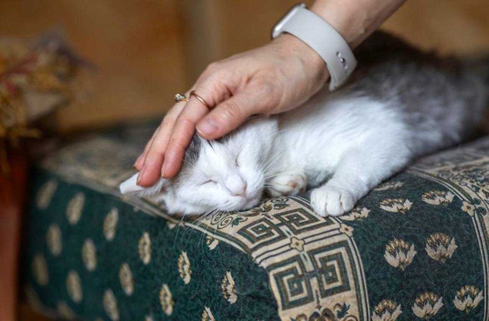 Котенок Санта 1 год., маленька девочка, милашка
