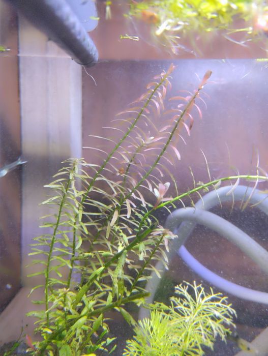 Rotala indica (planta de aquário)