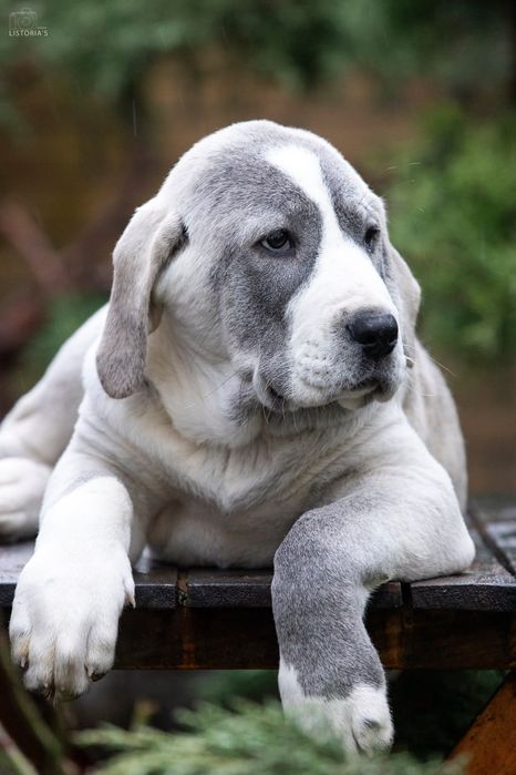 Алабай, середньоазіатська вівчарка, САВ, САО, среднеазиатская овчарка