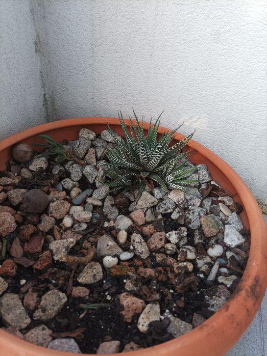 Vendo  vasoterracota com suculenta