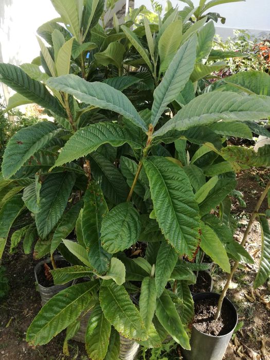 Nespereiras - Árvore