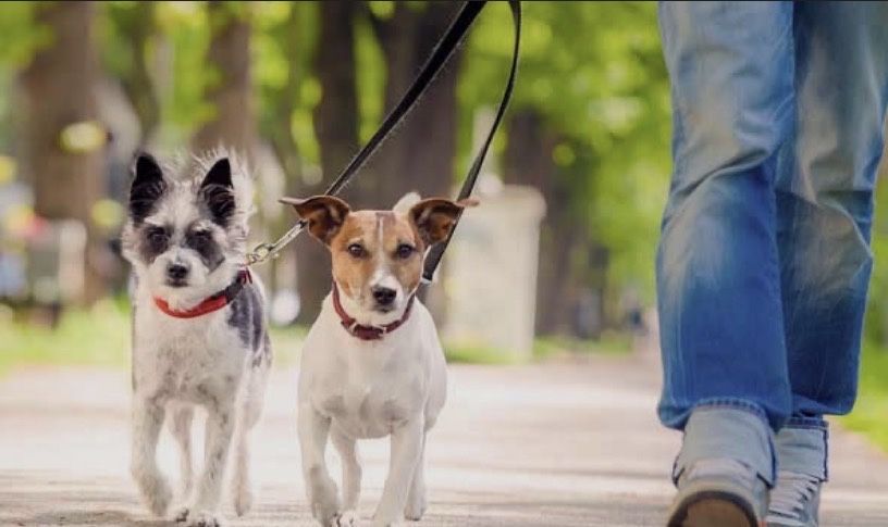 Passeios & Pet Sitting