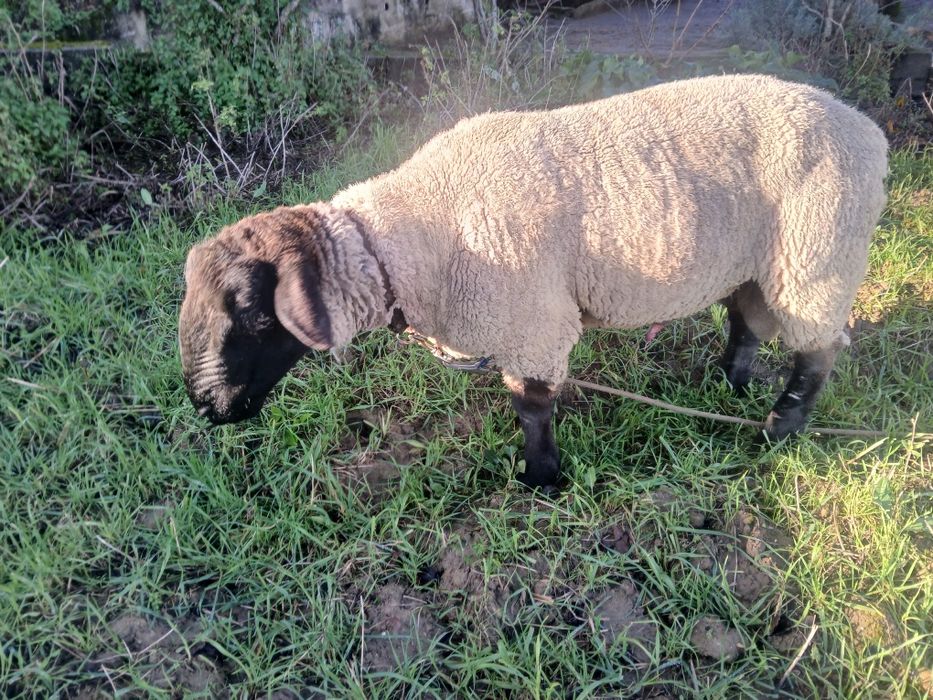 Carneiro adulto,  Sulfock.