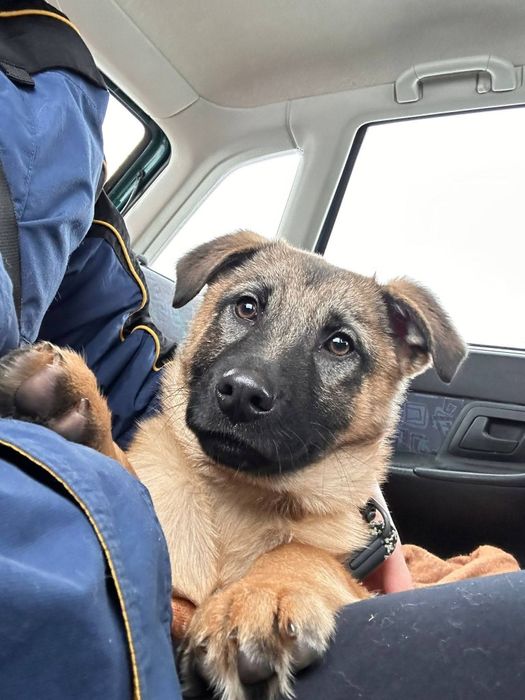 Oddam szczeniaka pięknego