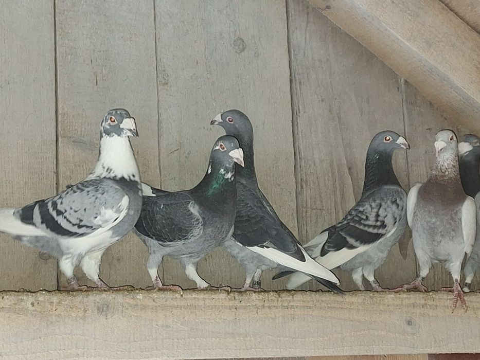 Gołębie staropolskie